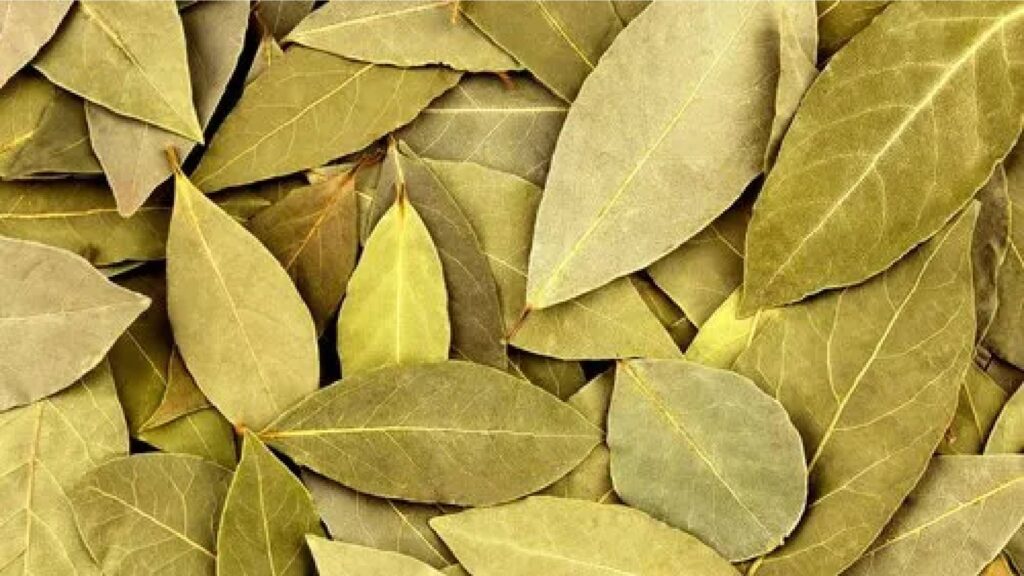 Bay-Leaves-brownbotany.jpg