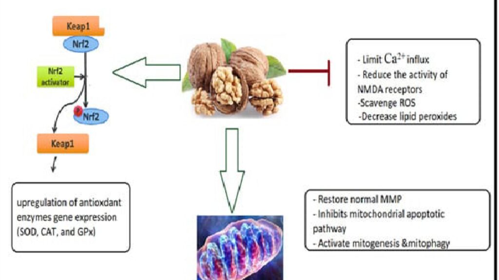 Impact-on-Brain-Derived-Neurotrophic-Factor-BDNF-walunt-brownbotany.jpg