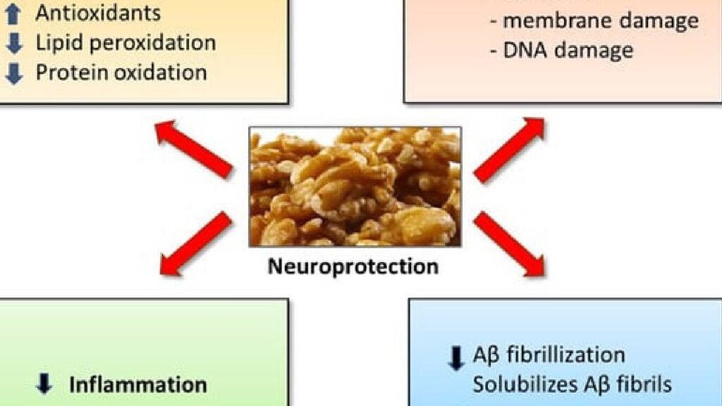 Neuroprotective-Effects-using-walnut-walunt-brownbotany.jpg