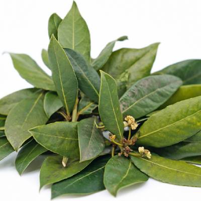 Unlock-the-Power-of-Bay-Leaves_-The-Secret-to-Rich-Flavorful-Cooking—brown-botany.jpg